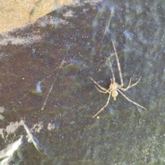Cryptachaea gigantipes at Queanbeyan East, NSW - 29 May 2023 03:56 PM