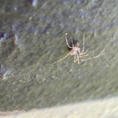 Cryptachaea gigantipes at Queanbeyan East, NSW - 29 May 2023 03:56 PM