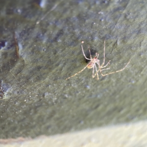 Cryptachaea gigantipes at Queanbeyan East, NSW - 29 May 2023 03:56 PM