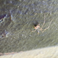 Cryptachaea gigantipes at Queanbeyan East, NSW - 29 May 2023 03:56 PM