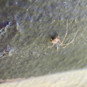 Cryptachaea gigantipes at Queanbeyan East, NSW - 29 May 2023 03:56 PM