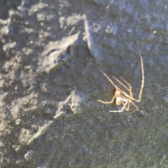 Cryptachaea gigantipes at Queanbeyan East, NSW - 29 May 2023 03:56 PM