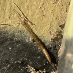 Tetragnatha sp. (genus) (Long-jawed spider) at Queanbeyan River - 29 May 2023 by Hejor1