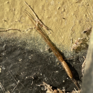 Tetragnatha sp. (genus) at Queanbeyan East, NSW - 29 May 2023 03:56 PM