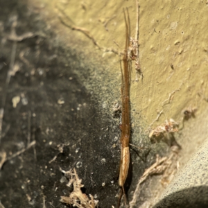 Tetragnatha sp. (genus) at Queanbeyan East, NSW - 29 May 2023 03:56 PM