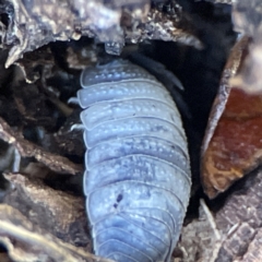 Unidentified Other Crustacean at Queanbeyan East, NSW - 29 May 2023 by Hejor1