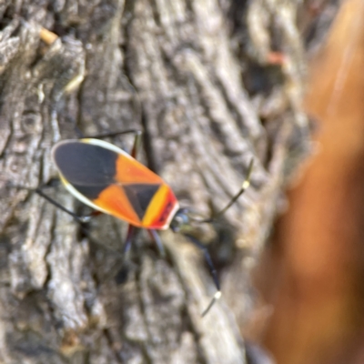 Dindymus versicolor (Harlequin Bug) at Queanbeyan River - 29 May 2023 by Hejor1