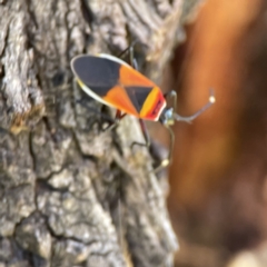 Dindymus versicolor at Queanbeyan East, NSW - 29 May 2023