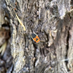 Dindymus versicolor at Queanbeyan East, NSW - 29 May 2023