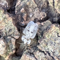 Corythucha ciliata (Sycamore Lace Bug) at Queanbeyan East, NSW - 29 May 2023 by Hejor1