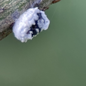 Melanococcus sp. (genus) at Queanbeyan, NSW - 29 May 2023 03:08 PM