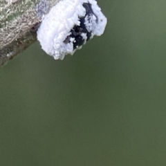 Melanococcus sp. (genus) at Queanbeyan, NSW - 29 May 2023 03:08 PM