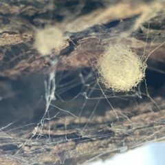 Australomimetus sp. (genus) (Unidentified Pirate spider) at Queanbeyan East, NSW - 29 May 2023 by Hejor1