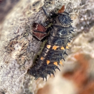 Harmonia conformis at Queanbeyan East, NSW - 29 May 2023 02:46 PM