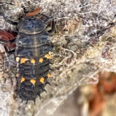 Harmonia conformis at Queanbeyan East, NSW - 29 May 2023 02:46 PM