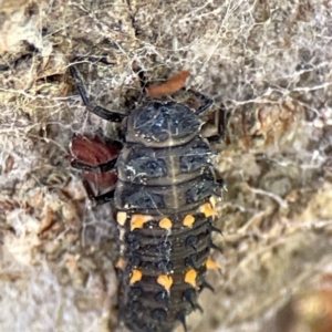 Harmonia conformis at Queanbeyan East, NSW - 29 May 2023 02:46 PM