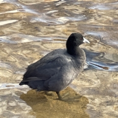 Fulica atra (Eurasian Coot) at Queanbeyan, NSW - 29 May 2023 by Hejor1