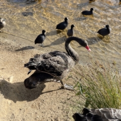 Fulica atra at Queanbeyan, NSW - 29 May 2023