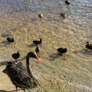 Fulica atra at Queanbeyan, NSW - 29 May 2023 02:22 PM