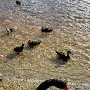 Fulica atra at Queanbeyan, NSW - 29 May 2023 02:22 PM