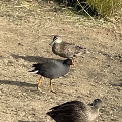 Gallinula tenebrosa (Dusky Moorhen) at Queanbeyan, NSW - 29 May 2023 by Hejor1