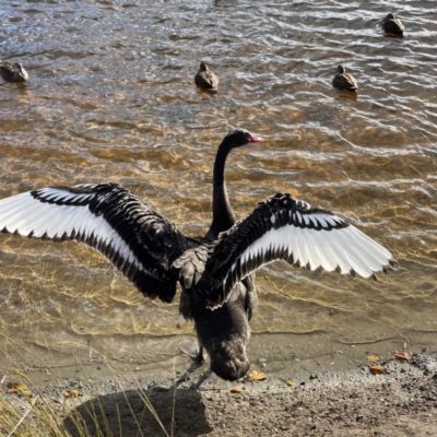 Cygnus atratus (Black Swan) at Queanbeyan, NSW - 29 May 2023 by Hejor1