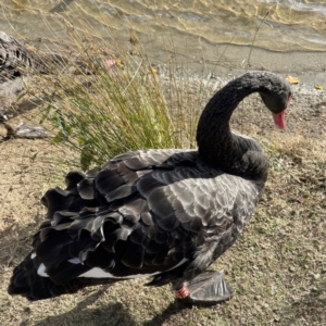 Cygnus atratus at Queanbeyan, NSW - 29 May 2023 02:23 PM