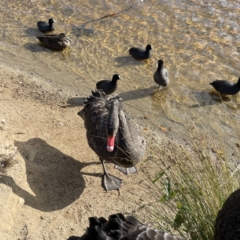 Cygnus atratus at Queanbeyan, NSW - 29 May 2023 02:23 PM