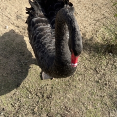 Cygnus atratus at Queanbeyan, NSW - 29 May 2023 02:23 PM