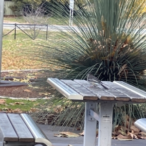 Anthochaera carunculata at Queanbeyan East, NSW - 29 May 2023