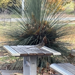 Anthochaera carunculata at Queanbeyan East, NSW - 29 May 2023 02:34 PM