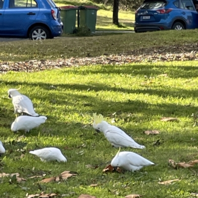 Cacatua galerita (Sulphur-crested Cockatoo) at Queanbeyan East, NSW - 29 May 2023 by Hejor1