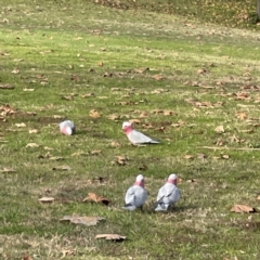 Eolophus roseicapilla at Queanbeyan East, NSW - 29 May 2023