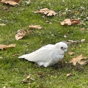 Cacatua sanguinea at Queanbeyan East, NSW - 29 May 2023