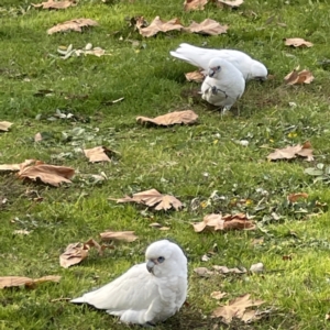 Cacatua sanguinea at Queanbeyan East, NSW - 29 May 2023