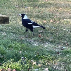 Gymnorhina tibicen (Australian Magpie) at Queanbeyan East, NSW - 29 May 2023 by Hejor1