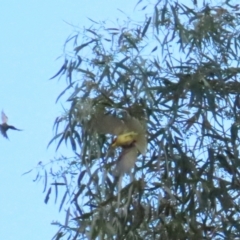 Lichenostomus melanops (Yellow-tufted Honeyeater) at Tennent, ACT - 29 May 2023 by BenW