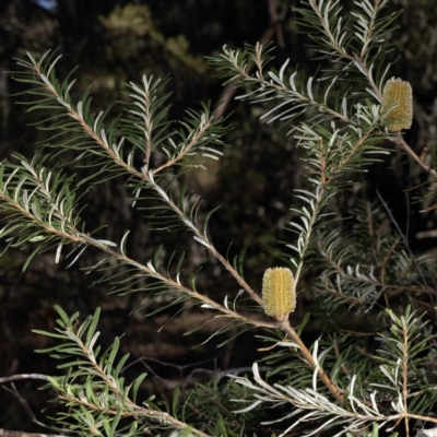 Banksia marginata (Silver Banksia) at Glen Allen, NSW - 29 May 2023 by Steve63
