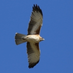 Hieraaetus morphnoides (Little Eagle) at Fyshwick, ACT - 29 May 2023 by RodDeb