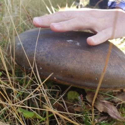 zz bolete at Williamsdale, NSW - 29 May 2023 by RomanSoroka