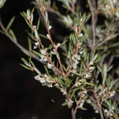 Monotoca scoparia (Broom Heath) at Glen Allen, NSW - 29 May 2023 by Steve63