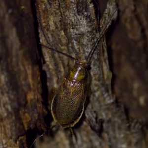 Balta spuria at Florey, ACT - 12 May 2023 07:57 PM