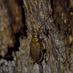 Balta spuria at Florey, ACT - 12 May 2023 07:57 PM