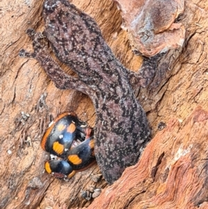 Christinus marmoratus at Taylor, ACT - 29 May 2023