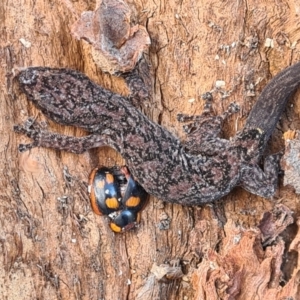 Christinus marmoratus at Taylor, ACT - 29 May 2023