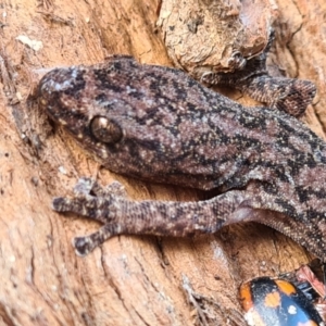 Christinus marmoratus at Taylor, ACT - 29 May 2023