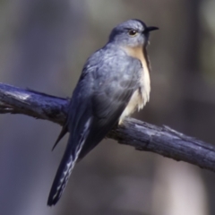Cacomantis flabelliformis (Fan-tailed Cuckoo) at Acton, ACT - 25 May 2023 by BruceComber