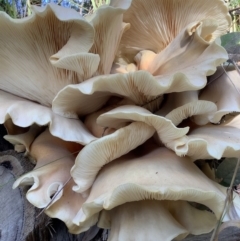 Unidentified Cap on a stem; gills below cap [mushrooms or mushroom-like] at Woodburn, NSW - 15 May 2023 by vivdavo