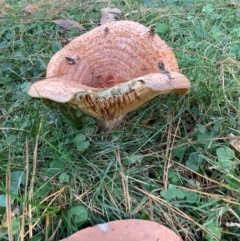 Unidentified Cap on a stem; gills below cap [mushrooms or mushroom-like] at Morton, NSW - 15 May 2023 by vivdavo
