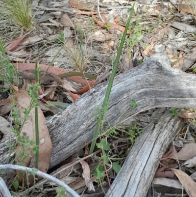 Calochilus sp. (A Beard Orchid) at Acton, ACT - 28 May 2023 by Venture